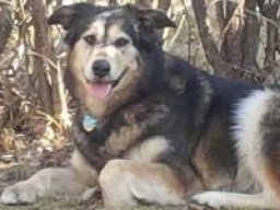 alaskan_goldenmute_20211212_1605953459